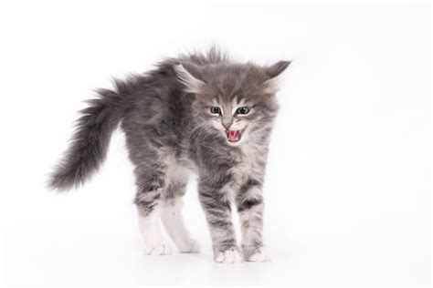 All About Cat Hissing — Why Do Cats Hiss Catster