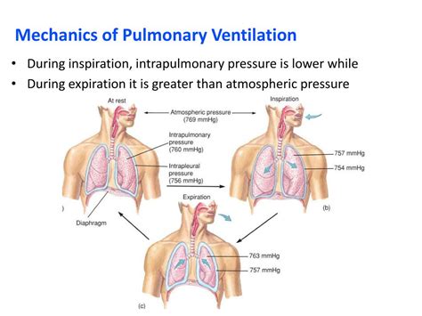 Ppt Respiratory Physiology Powerpoint Presentation Free Download