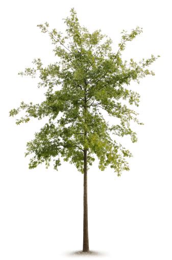 The bark of live oak trees is usually gray and smooth when young, and as the tree ages the bark can remain gray or turn even black in shade venues. Young Oak Tree Against White Background Stock Photo ...