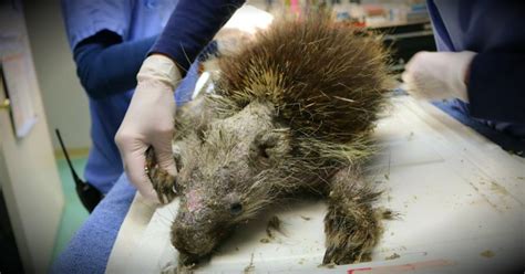 Porcupine Ailed By Skin Disease Is Treated And Returned To Wild