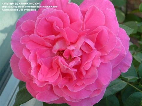 Plantfiles Pictures Hybrid Tea Rose Pink Peace Rosa By Kactuskathi