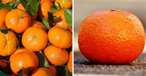 Mandarin Oranges Vs Clementines Explained Laptrinhx News