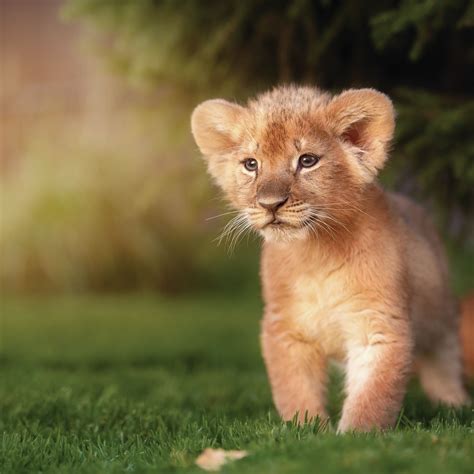 List 92 Pictures Lion And Cub Images Sharp