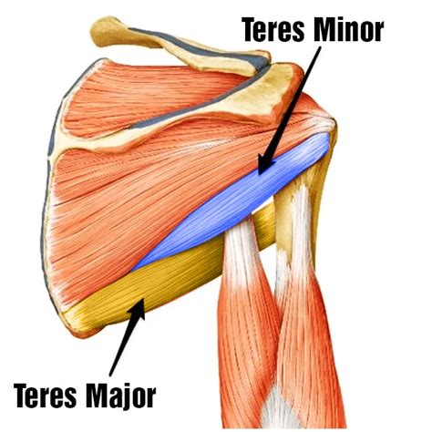 The 12 Best Teres Major And Teres Minor Exercises Fitness Volt 2023