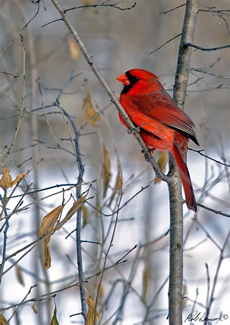 Northern Cardinal Cardinalis Cardinalis Northern Cardina Flickr