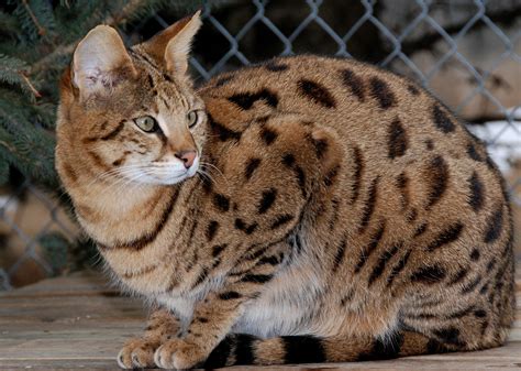 Whats The Real Cost Of A Hybrid Cat Like A Bengal Or