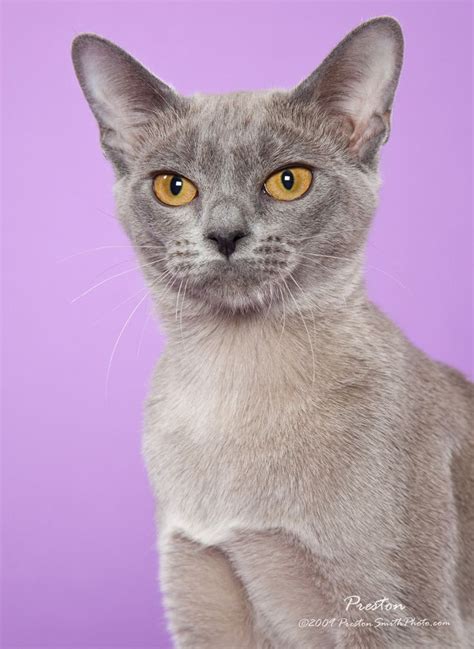 We often have kittens available for adoption and ready. 1000+ images about Burmese cats on Pinterest | Russian ...