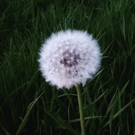 Dandelion Seed ~ Allow Release Saskias Flower Essences