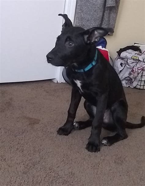 Maybe you would like to learn more about one of these? Free Puppy pit/Lab mix @ 15lbs | Memphis Classifieds 38128 Raliegh, Memphis,Tn | Free Stuff ...