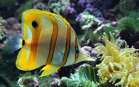 Collectionphotos 2017 Beautiful Fishes Wallpapers 2013 2014