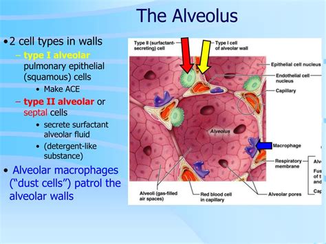 Ppt Ch Lower Respiratory Anatomy Powerpoint Presentation Free