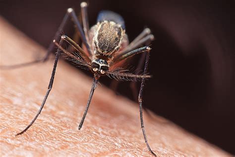 More Cases And Deaths From Mosquito Borne Illness Eee In Michigan