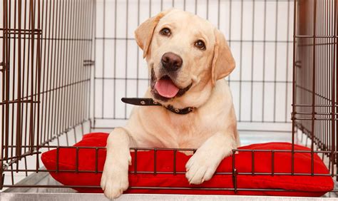 How To Clean A Dog Crate An Easy Helpful Guide And Tips