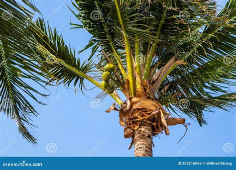 Thai Coconut Palms With Young Green Coconuts On The Beach Of The Gulf
