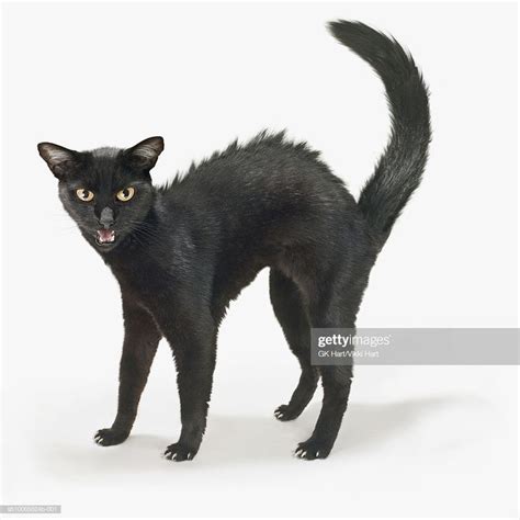 Hissing Black Cat Cat Position Cats Cat Stock