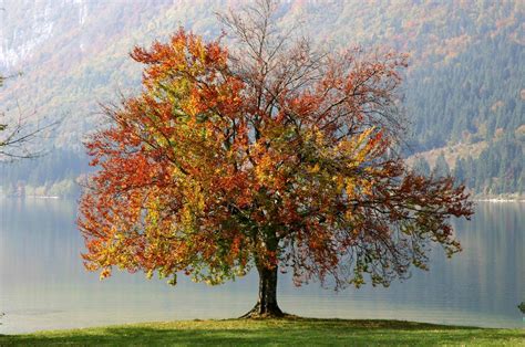 Autumn Tree Free Photo Download Freeimages