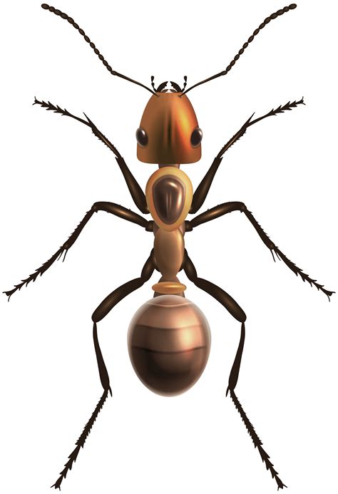 Ants Png Clipart Png Mart