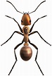 Ant Clipart | Free download on ClipArtMag