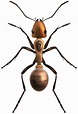 Ant Clipart High Resolution and other clipart images on Cliparts pub™