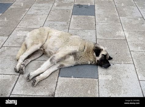 Chiens Vivant Dans La Rue Un Chien Dans La Rue Est Couch Sur Le