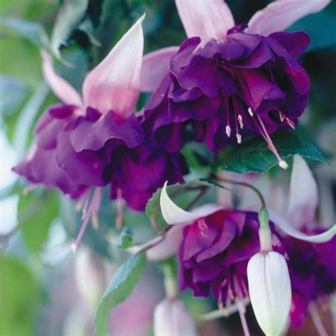 Fuchsia Giant Trailing Deep Purple Garden Plug Plants New Pack X6