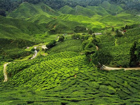 The Assam Tea Plantations In Northeast India Have Lush Green Tea Fields