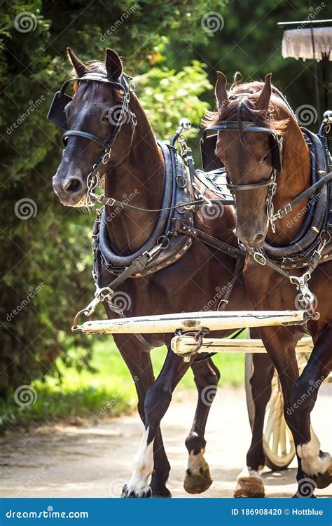 Two Horses Trotting Pulling Wagon Stock Photo Image Of Saddle Mane