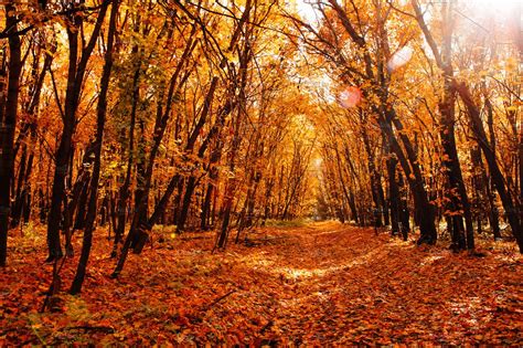 Beautiful Autumn Landscape High Quality Nature Stock Photos