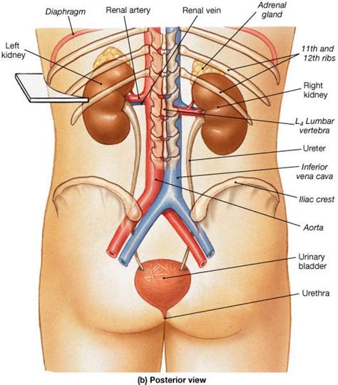 Human muscle system, the muscles of the human body that work the skeletal system, that are under voluntary control, and that are concerned with movement, posture, and balance. Urinary System