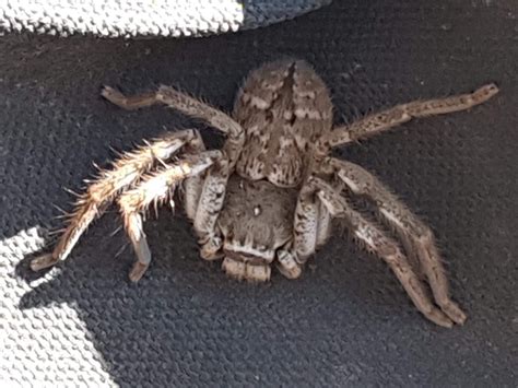 Massive spider in my backyard, Melbourne Australia. Is he poisonous or ...