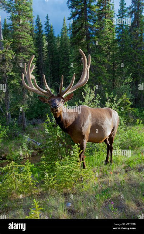 Wildlife In Banff National Park Canada Stock Photo Alamy