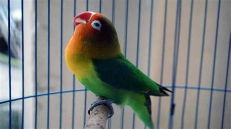 Mengenal Burung Lovebird Burung Cinta Dengan Sejuta Pesona