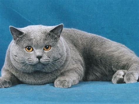 Pretty Fat Cat Fat Cats Pinterest Cat Wallpaper And Cat