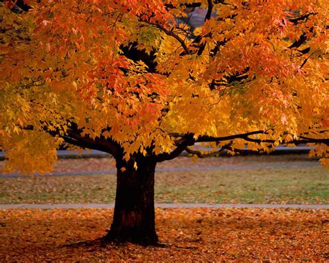 Autumn Trees Desktop Wallpaper Top Quality Wallpapers