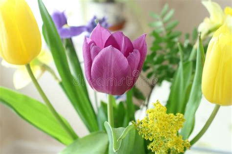 Colourful Spring Flowers Stock Image Image Of Bloom 169401455