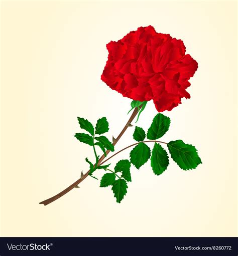 Red Rose Stem With Leaves And Blossoms Royalty Free Vector