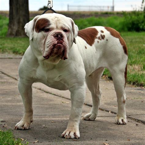 Krappys Digital Republic 5 Facts About The Olde English Bulldogges