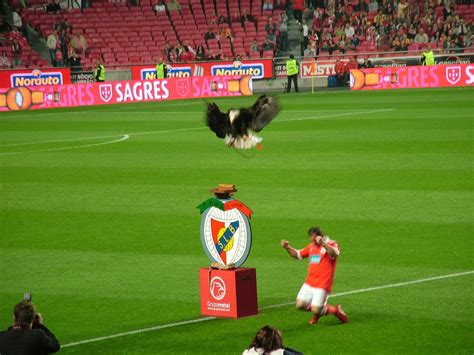 Founded on 25 december 1951 as a fc porto subsidiary, arouca spent the first five decades of its existence in the aveiro regional leagues. News and entertainment: benfica (Jan 06 2013 08:27:11)