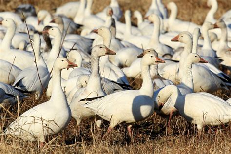 Snow Geese At Middle Creek Top 100000 Interior Roads Expected To Open