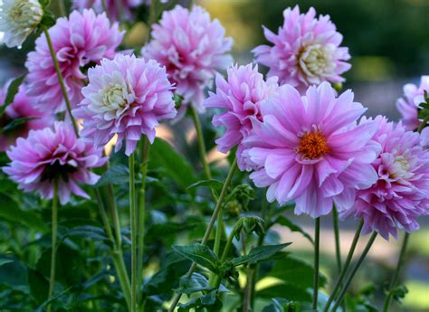 Happiness Is A Field Of Pink Dahlias Nice As A Pc Wall Flickr
