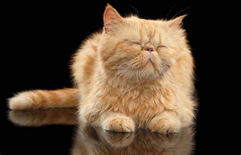 cat breeds   friendliest personalities readers digest  zealand