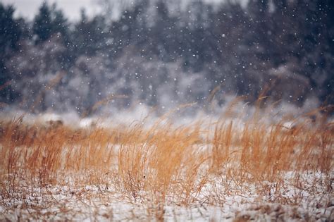 Field First Snow Wallpapers High Quality Download Free