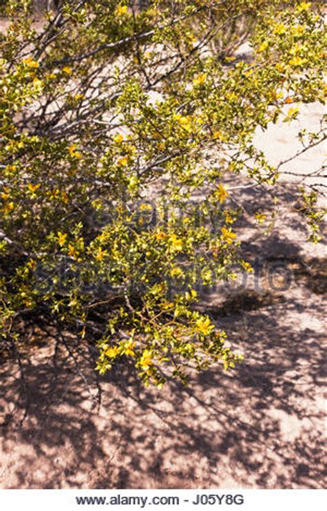 Creosote Bush Chaparral Greasewood Larrea Tridentata Fruiting