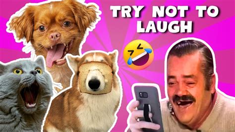 Try Not To Laugh Funniest Animals Ever 2023 😹🐶 Youtube