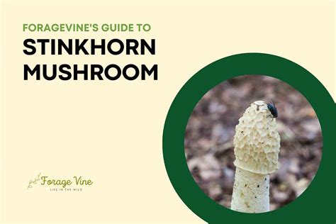 ForageVine S Guide To Stinkhorn Mushroom Identification Edible Uses