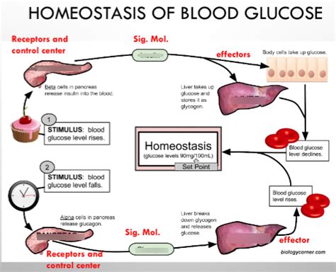 Homeostasis In Blood Glucose Diagram Quizlet