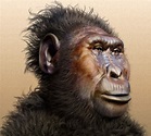 Paranthropus boisei: 1.34-Million-Year-Old Hominin Found in Tanzania ...