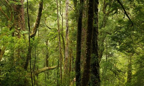 Climate change is killing ancient Tasmanian forests | Green Left