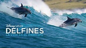 Ver Delfines: La vida en el arrecife | Película completa | Disney+