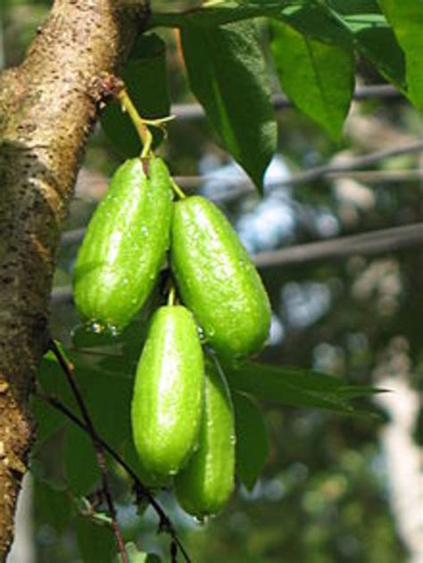 Guyana Fruits